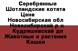 Серебрянные Шотландские котята › Цена ­ 2 500 - Новосибирская обл., Новосибирский р-н, Кудряшевский дп Животные и растения » Кошки   